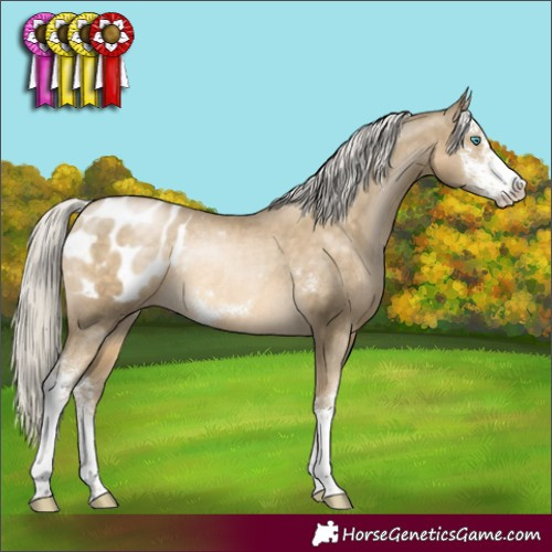 Horse Color:Silver Buckskin Pearl Sabino Appaloosa Rabicano 