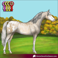 Horse Color:Silver Buckskin Pearl Sabino Appaloosa Rabicano