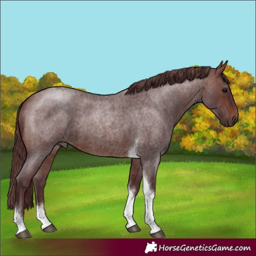 Horse Color:Chocolate Brown Roan Tobiano 