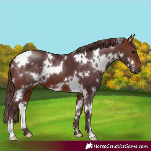 Horse Color:White Spotted Chocolate Brown 
