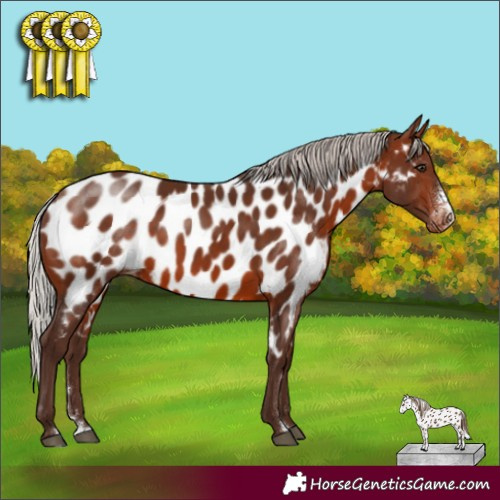 Horse Color:Silver Brown Sabino Appaloosa Rabicano 