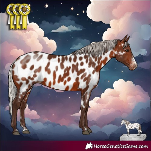 Horse Color:Silver Brown Sabino Near Leopard Rabicano 