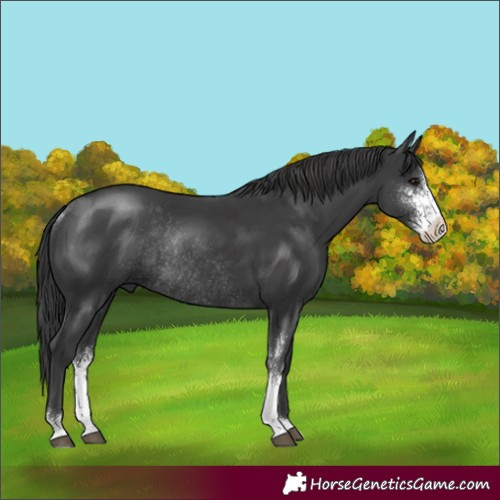 Horse Color:Black Sabino Rabicano 