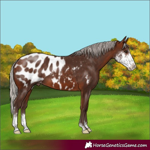 Horse Color:Silver Bay Sabino Appaloosa 