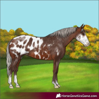 Horse Color:Silver Bay Sabino Appaloosa 