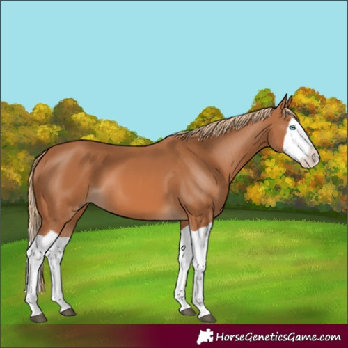 Horse Color:Chestnut Splash