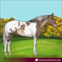 Horse Color:Silver Brown Dun Tobiano Appaloosa 
