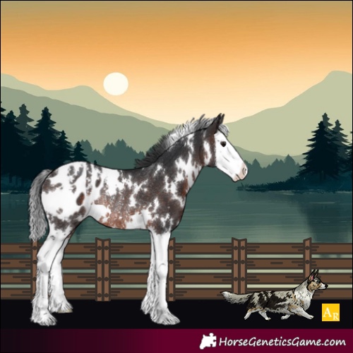 Horse Color:White Spotted Brown Splash Appaloosa Rabicano