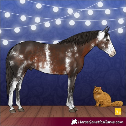 Horse Color:Liver Chestnut Sabino Rabicano 