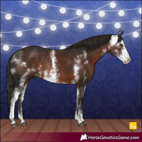 Horse Color:Liver Chestnut Sabino Rabicano