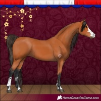 Horse Color:Bay and Bay