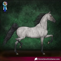 Horse Color:Grullo Roan 