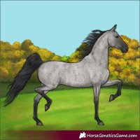 Horse Color:Grullo Roan