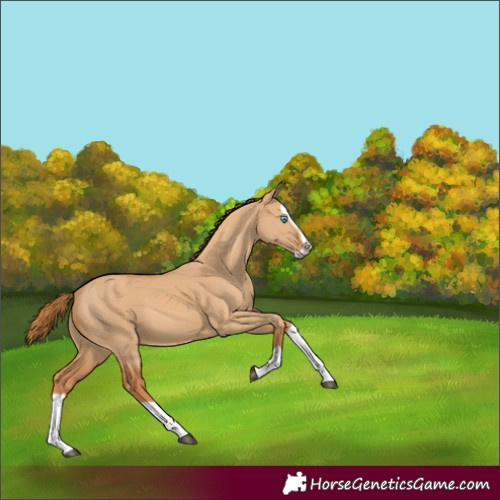 Horse Color:Red Dun Splash