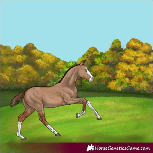 Horse Color:Red Dun Splash