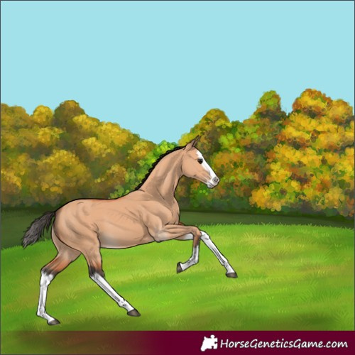Horse Color:Bay Dun Splash 