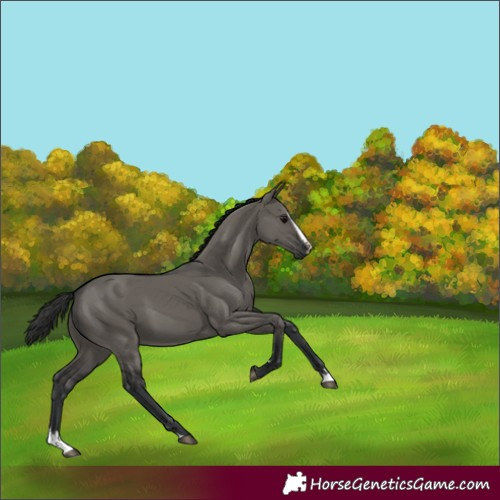 Horse Color:Grullo Splash