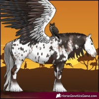 Horse Color:Liver Chestnut Sabino Splash Appaloosa and Liver Chestnut Sabino Splash Appaloosa