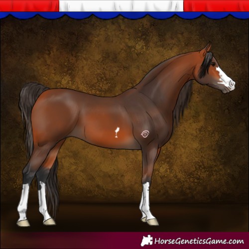 Horse Color:Bay 