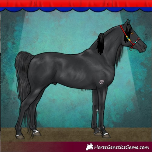 Horse Color:Black 