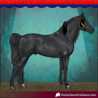 Horse Color:Black 