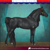 Horse Color:Black 
