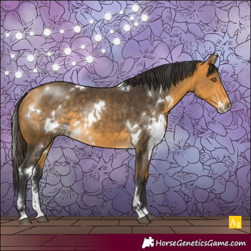 Horse Color:White Spotted Buckskin Sabino Rabicano 