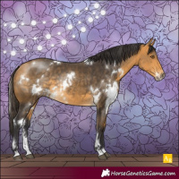 Horse Color:White Spotted Buckskin Sabino Rabicano