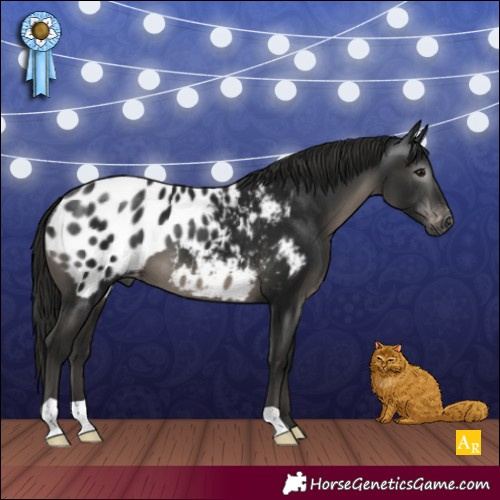 Horse Color:Gray Black Appaloosa 