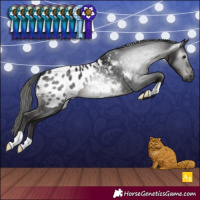 Horse Color:Gray Black Appaloosa 