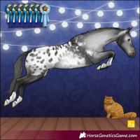 Horse Color:Gray Black Appaloosa