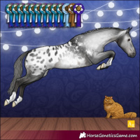 Horse Color:Gray Black Blanket