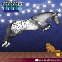 Horse Color:Gray Black Appaloosa 