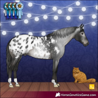 Horse Color:Gray Black Appaloosa 