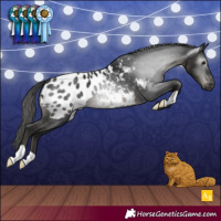 Horse Color:Gray Black Appaloosa