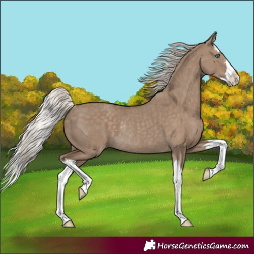 Horse Color:Silver Grullo Splash Rabicano 