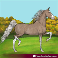 Horse Color:Silver Grullo Splash Rabicano