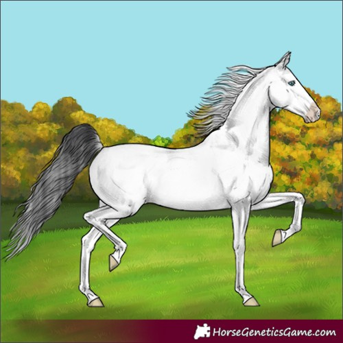 Horse Color:White Spotted Blue Roan Splash 