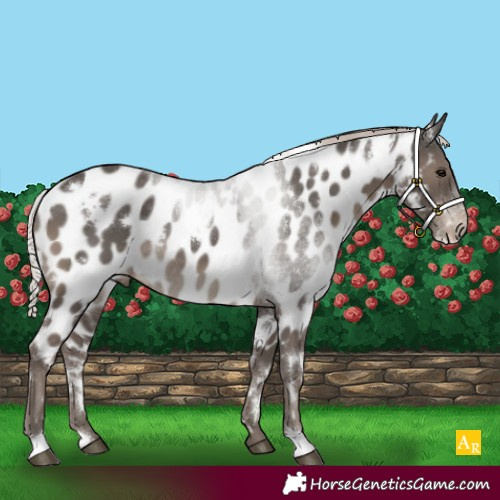 Horse Color:White Spotted Silver Black Appaloosa Rabicano 