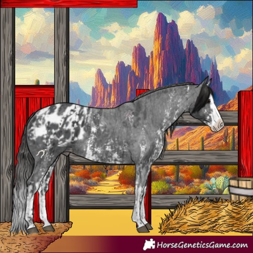 Horse Color:Black Sabino Splash Appaloosa  and Black Sabino Splash Appaloosa 