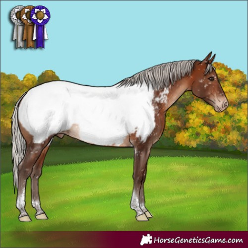 Horse Color:Silver Bay Tobiano Appaloosa Rabicano 