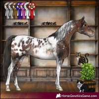Horse Color:Brown Tobiano Appaloosa Rabicano 