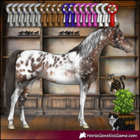 Horse Color:Brown Tobiano Appaloosa Rabicano 
