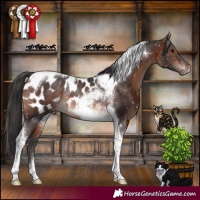 Horse Color:Brown Tobiano Appaloosa Rabicano