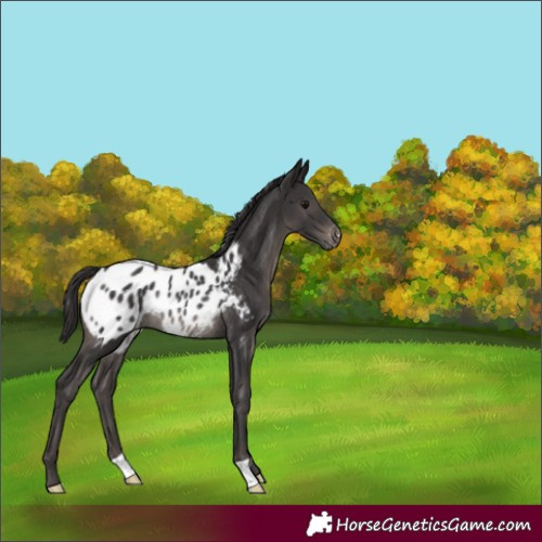 Horse Color:Smoky Black Blanket Rabicano 