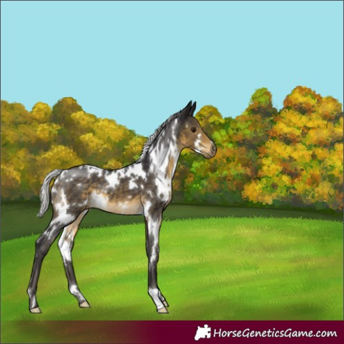 Horse Color:White Spotted Silver Buckskin 