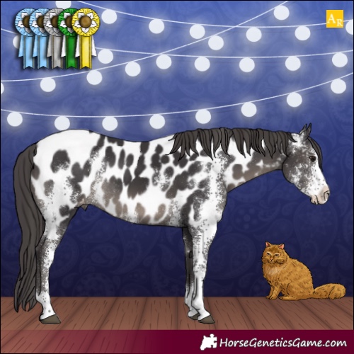 Horse Color:Smoky Black Sabino Appaloosa Rabicano 