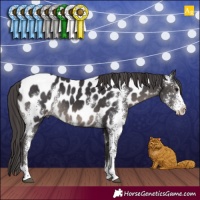 Horse Color:Smoky Black Sabino Appaloosa Rabicano 