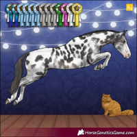Horse Color:Smoky Black Sabino Appaloosa Rabicano 