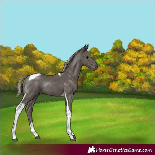 Horse Color:Silver Smoky Black Tobiano Rabicano